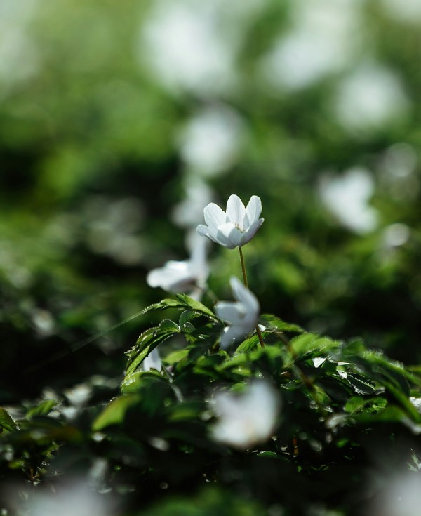 Eco-Friendly Sanitary Waste Disposal Options